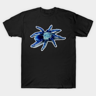 Female Cobalt Blue Tarantula T-Shirt
